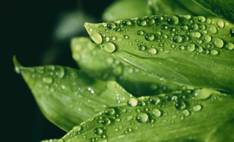 Dr. Kelly Zou Named Guest Editor for Special Issue on Real-World Evidence, Digital Health, and AI