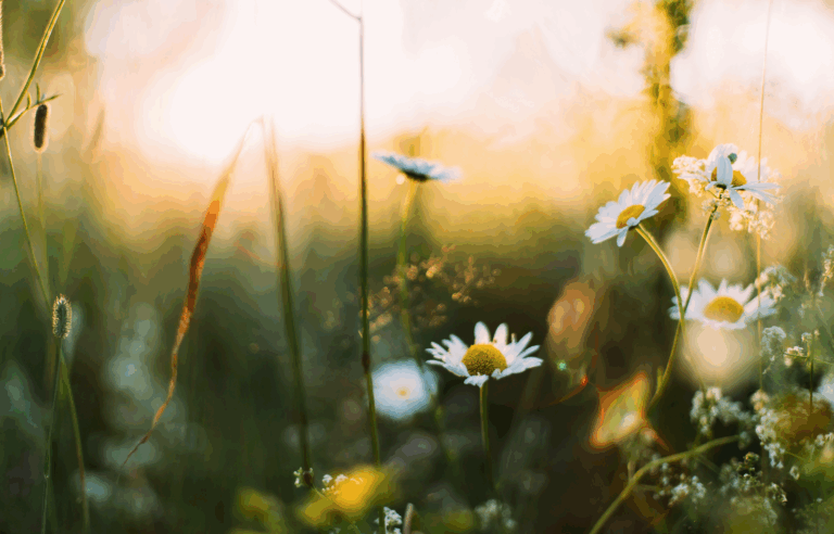 Have a Try: Tracing a Career Through Curiosity, Creativity, and Purpose
