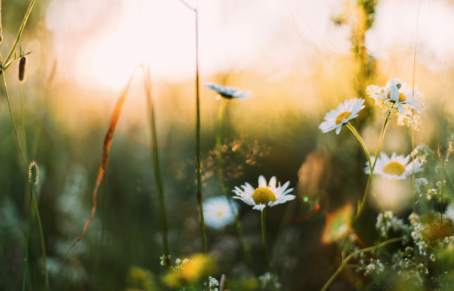 Have a Try: Tracing a Career Through Curiosity, Creativity, and Purpose